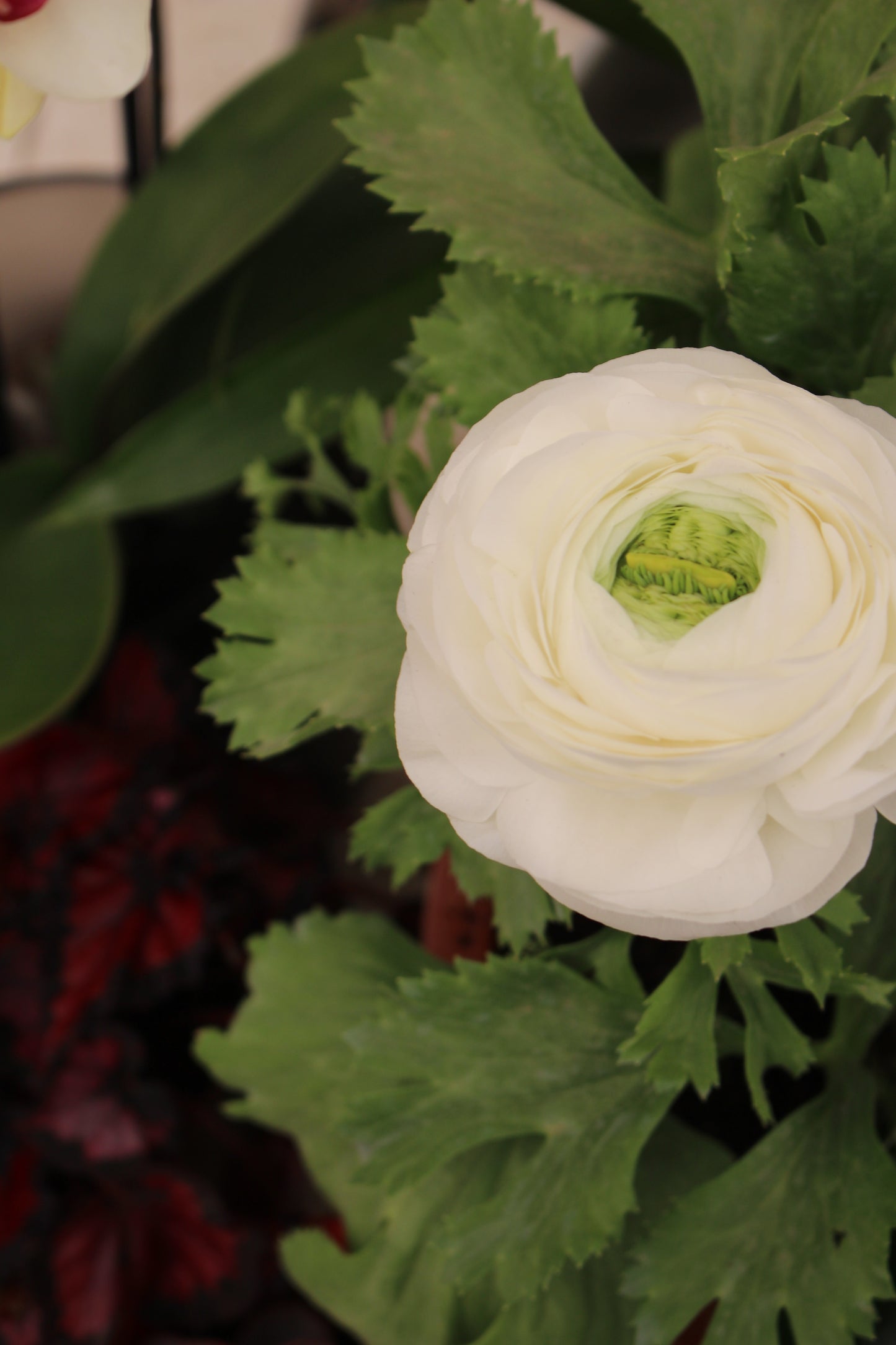 Ranunculus