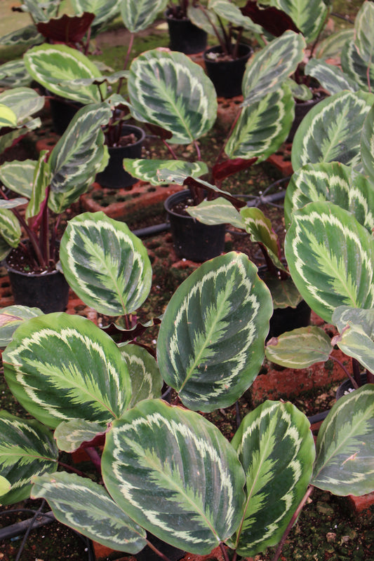 Calathea Medallion