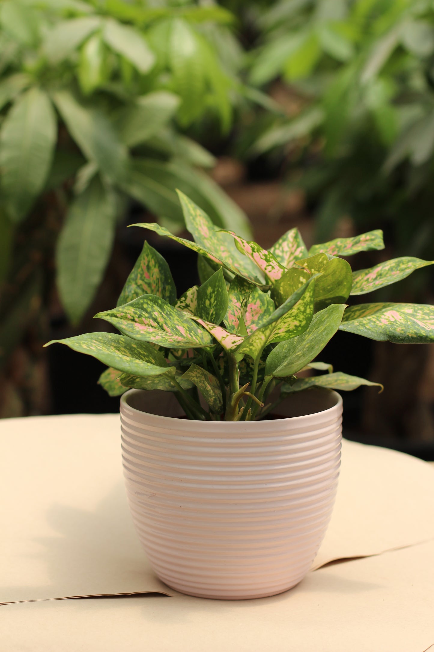 Aglaonema Butterfly