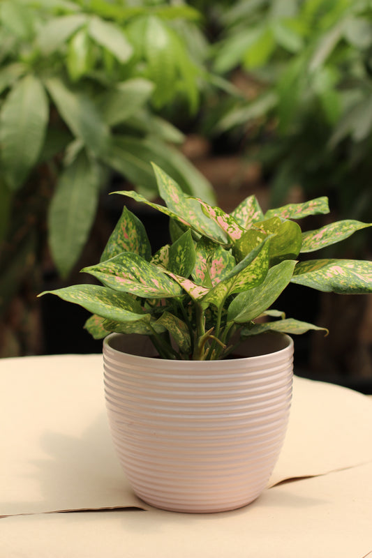 Aglaonema Butterfly