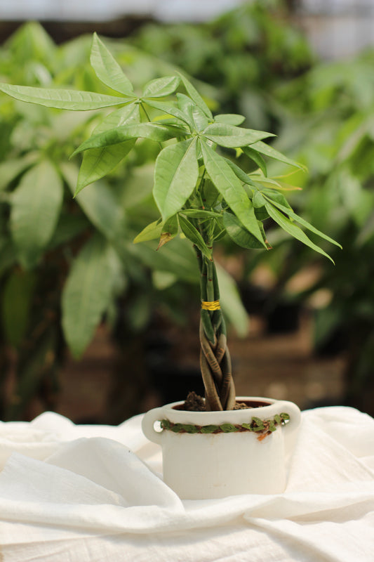 Miniature Money Tree (Braided Trunk)