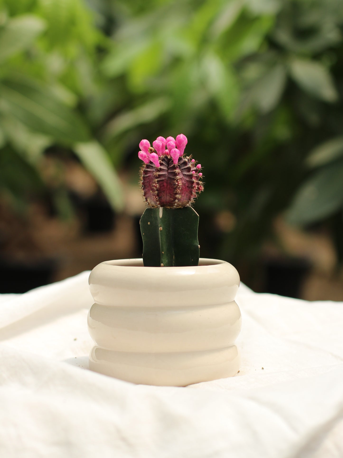 Moon Cactus (Dark Purple)