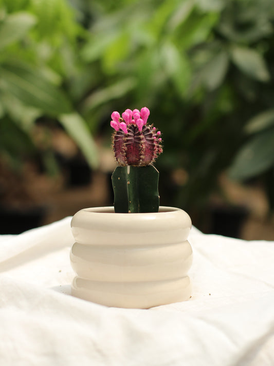 Moon Cactus (Dark Purple)