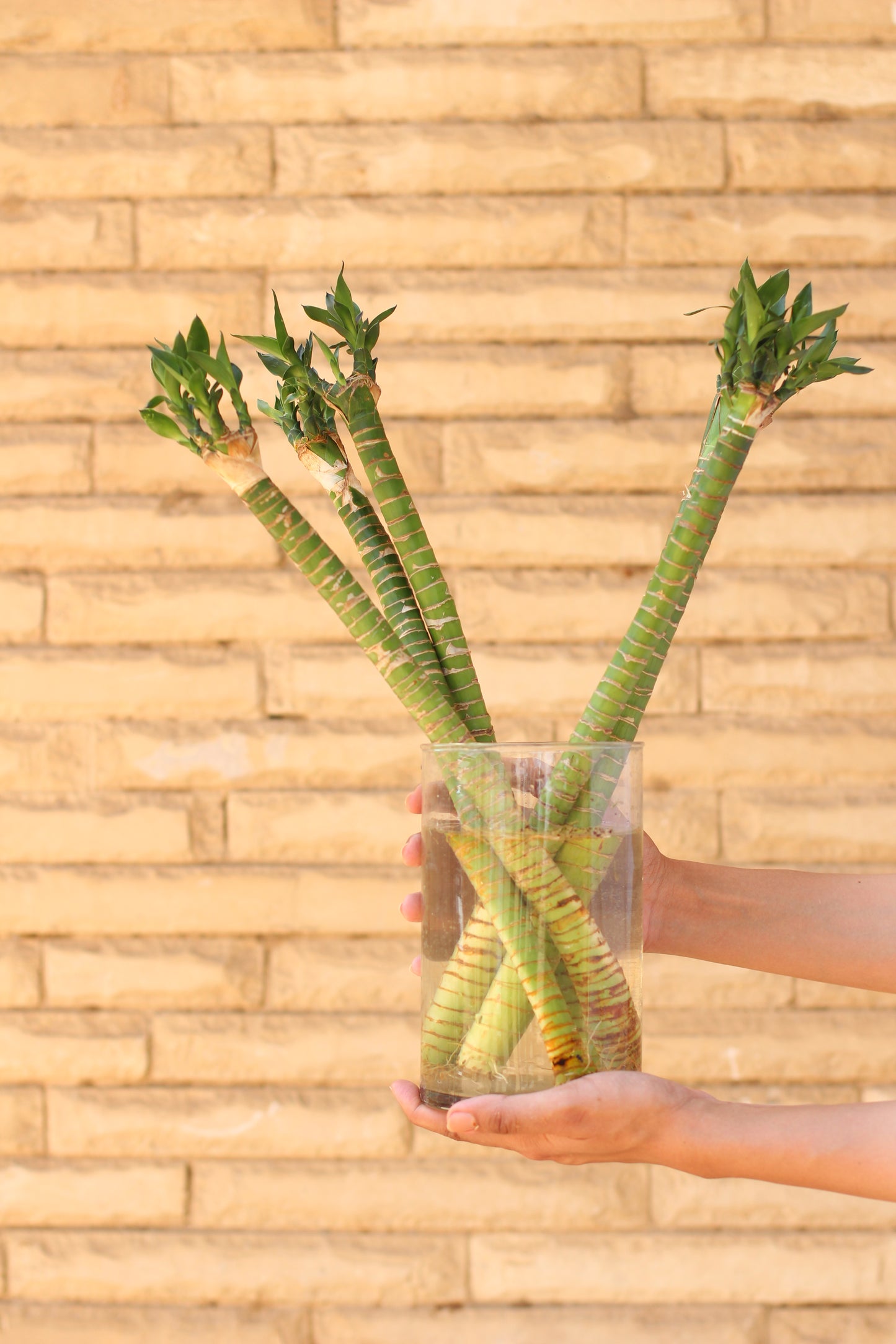 Glass Vase
