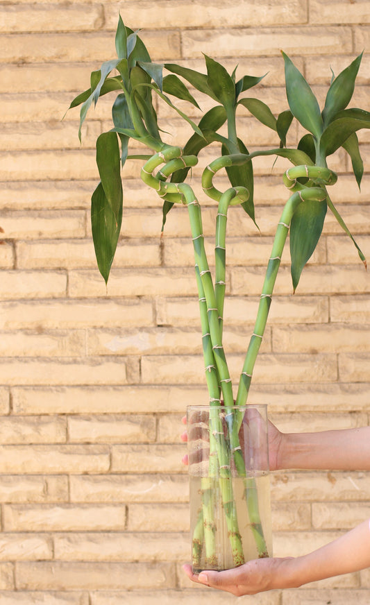 Spiral Bamboo