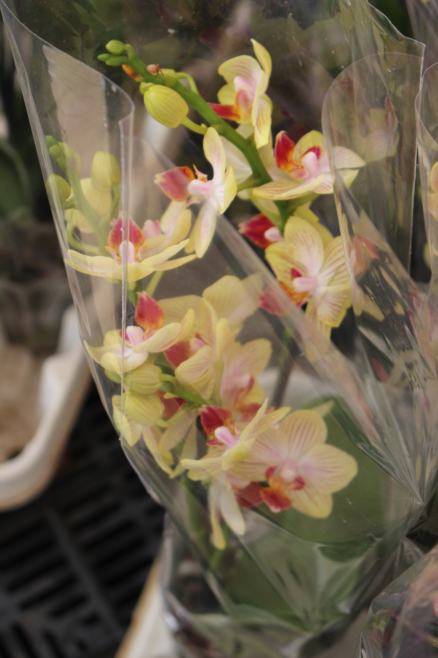 Moth Orchid
