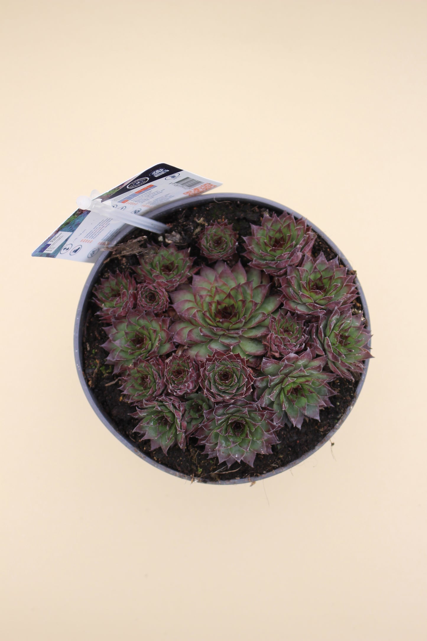 Houseleek Succulents