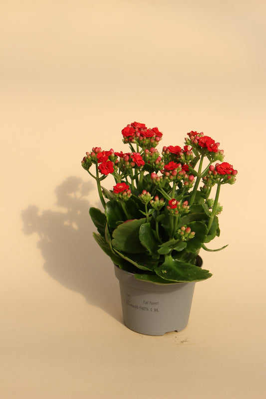 Kalanchoe