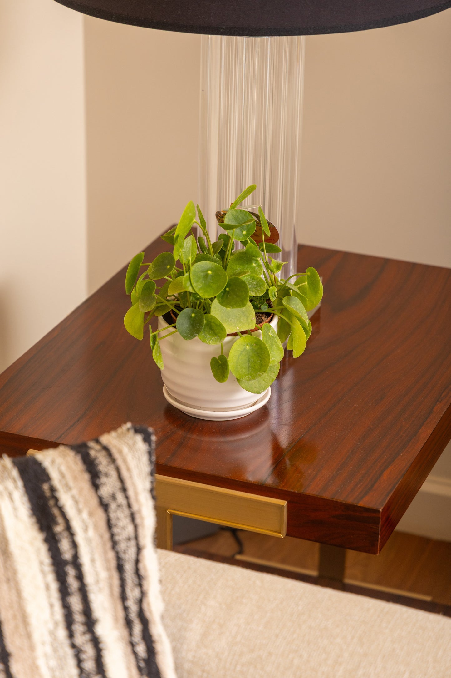 Chinese Money Plant