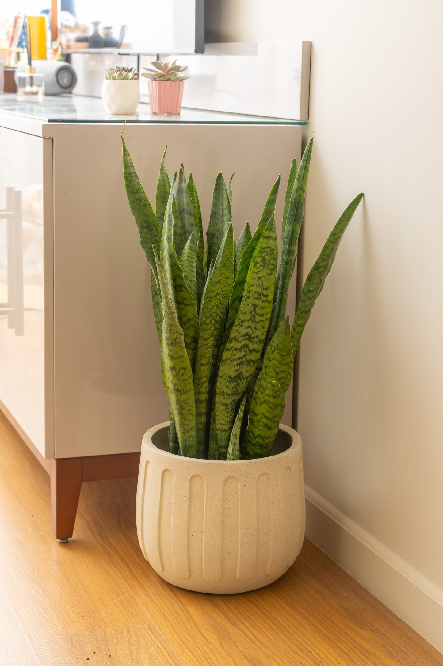 Snake Plant
