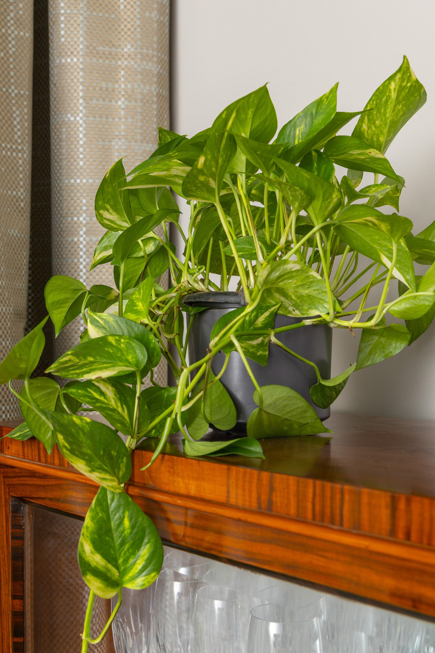 Statement Greenery Package