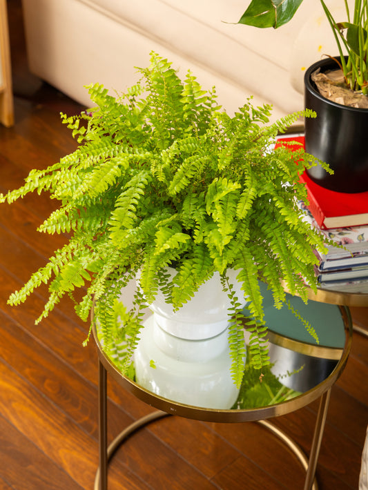 Fern