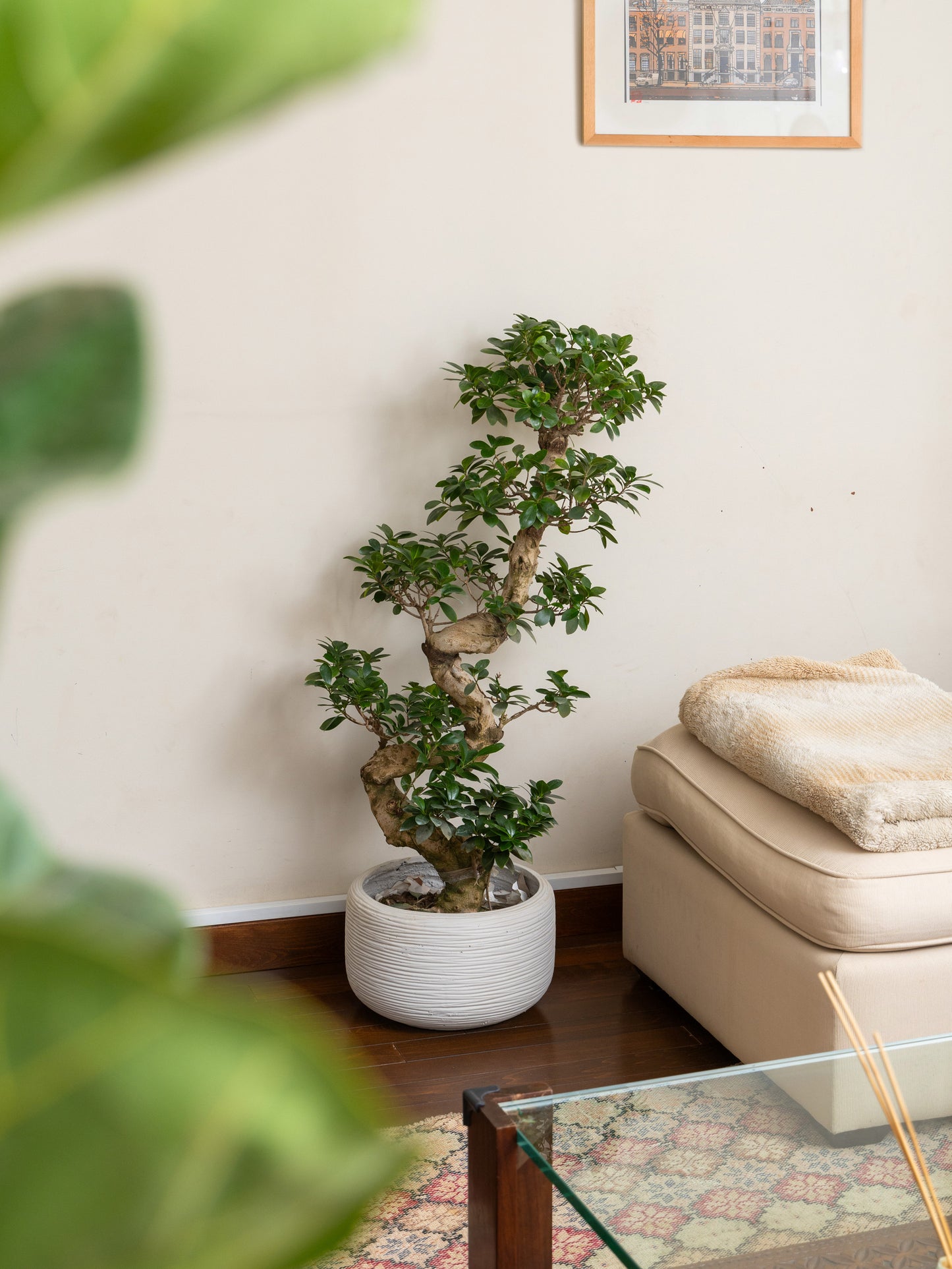 Ficus (S)