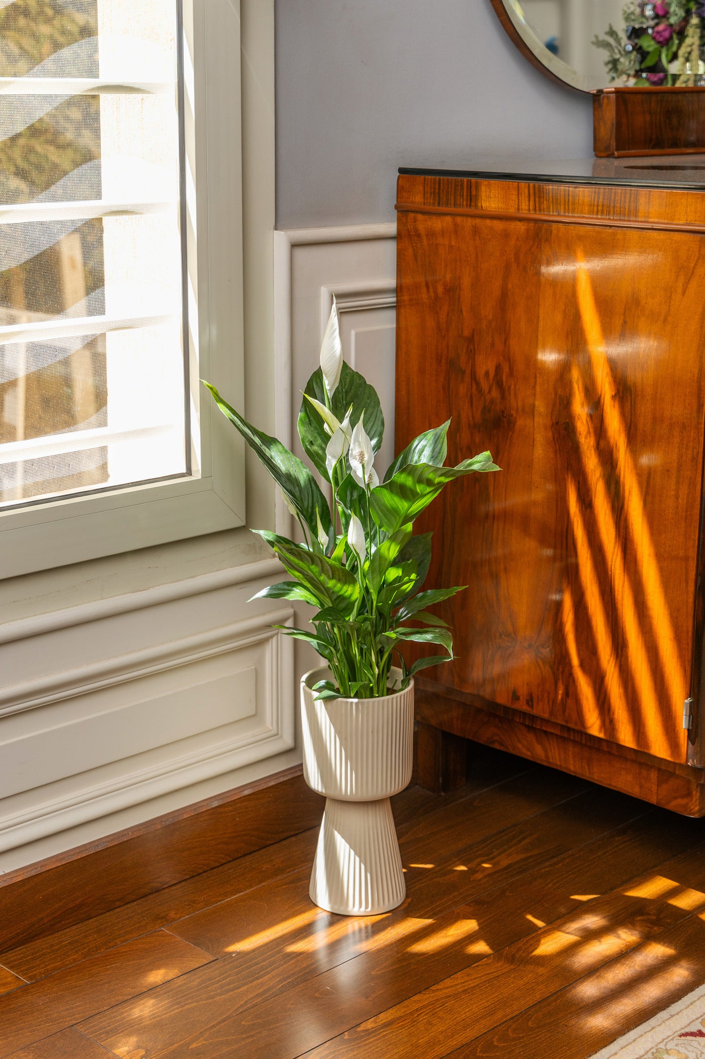 Peace Lily