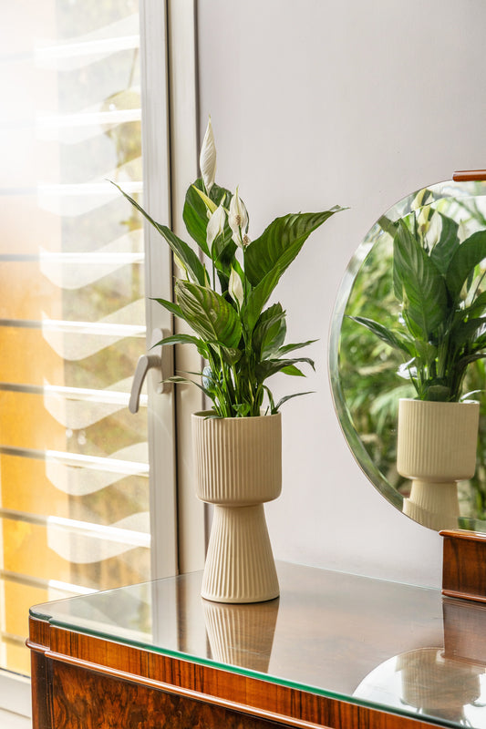 Aria Pot