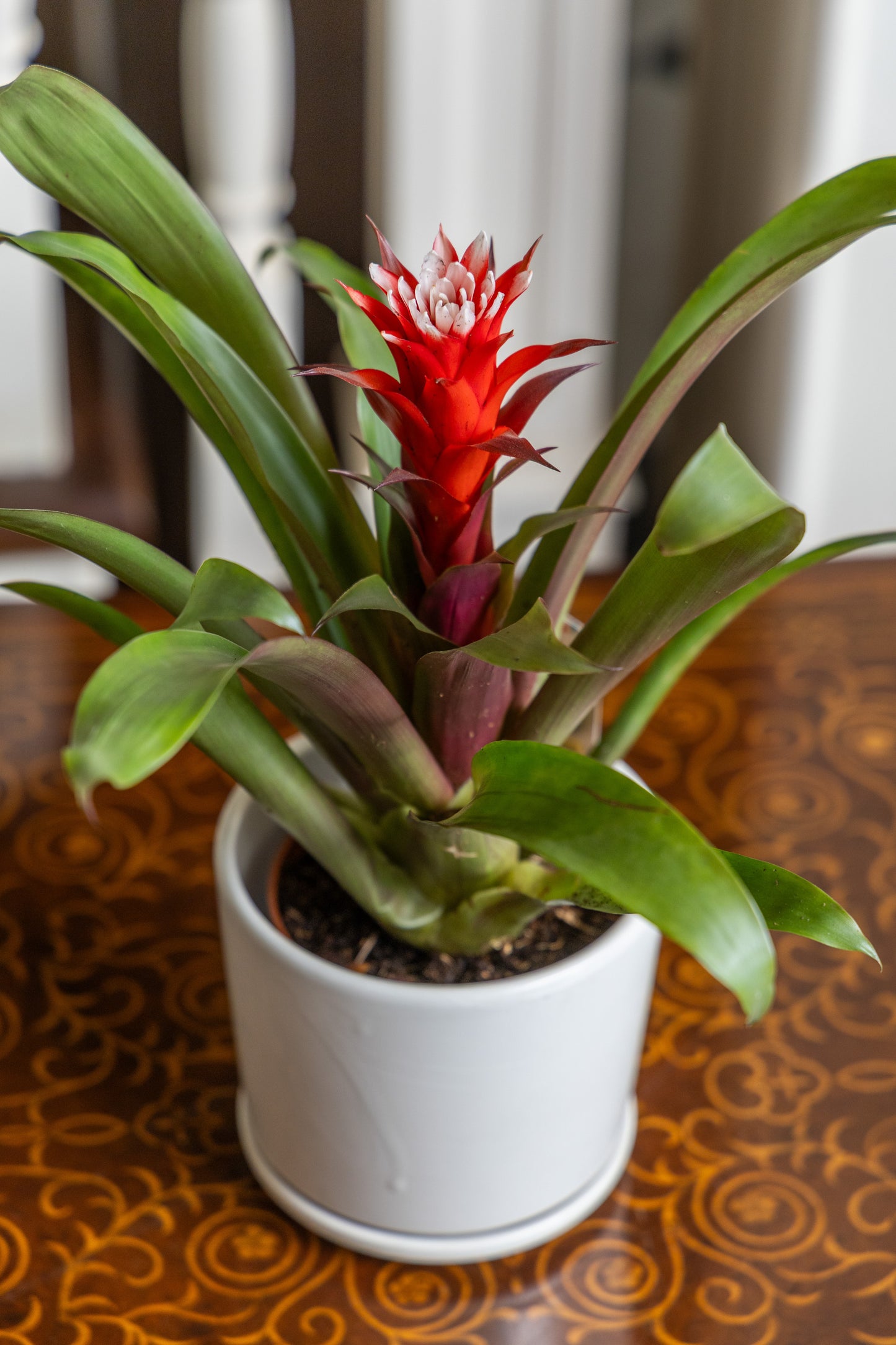 Guzmania (Red)