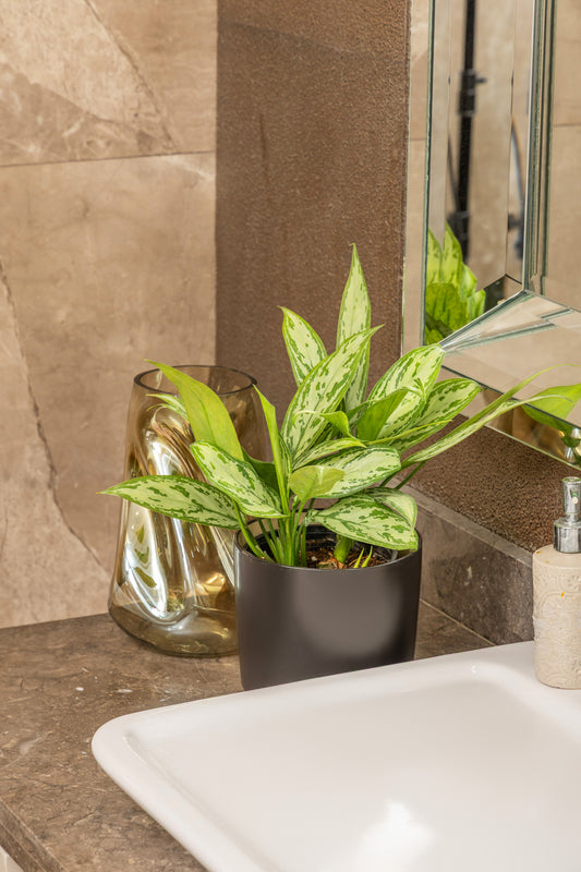 Aglaonema Silver Queen