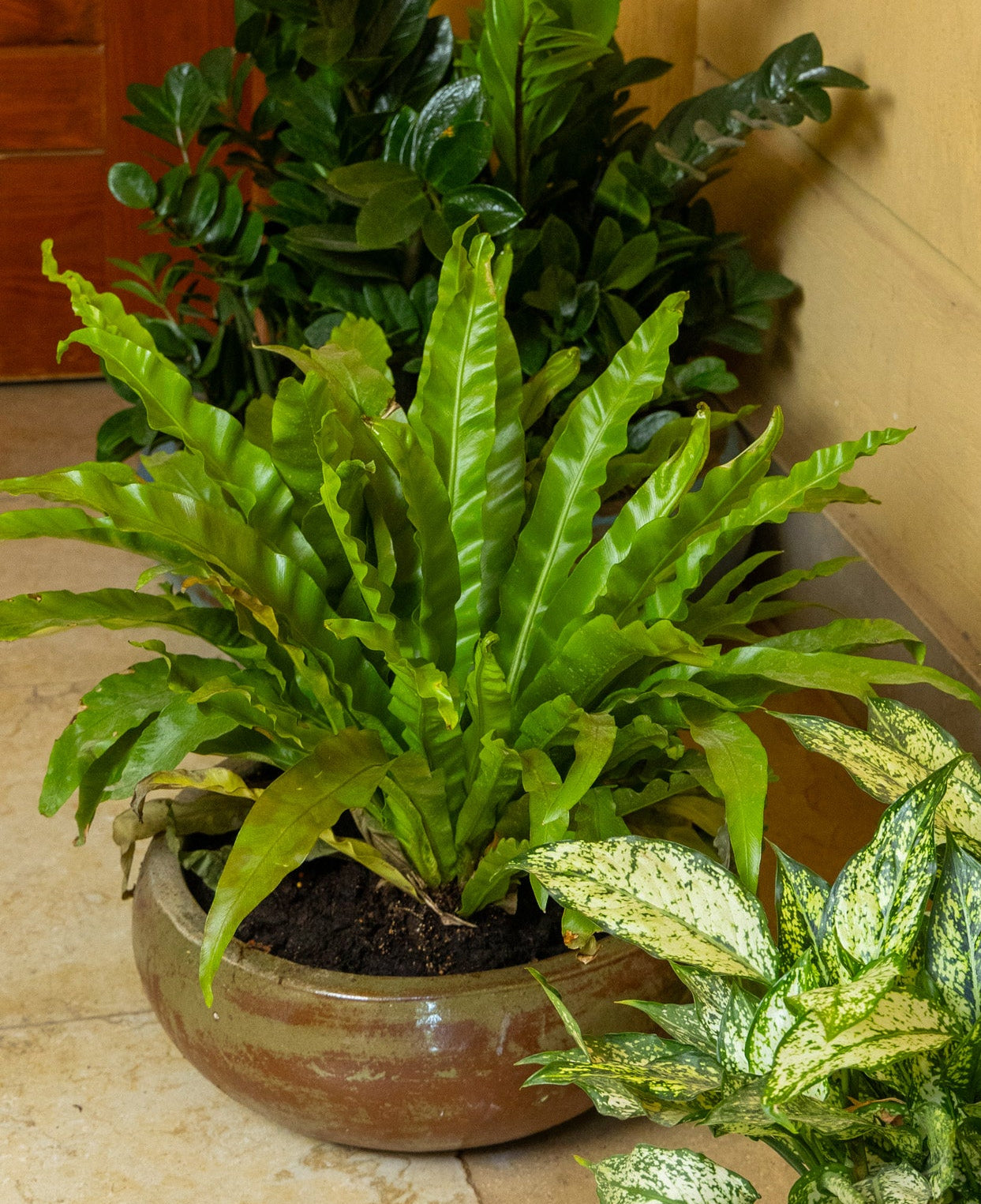 Asplenium