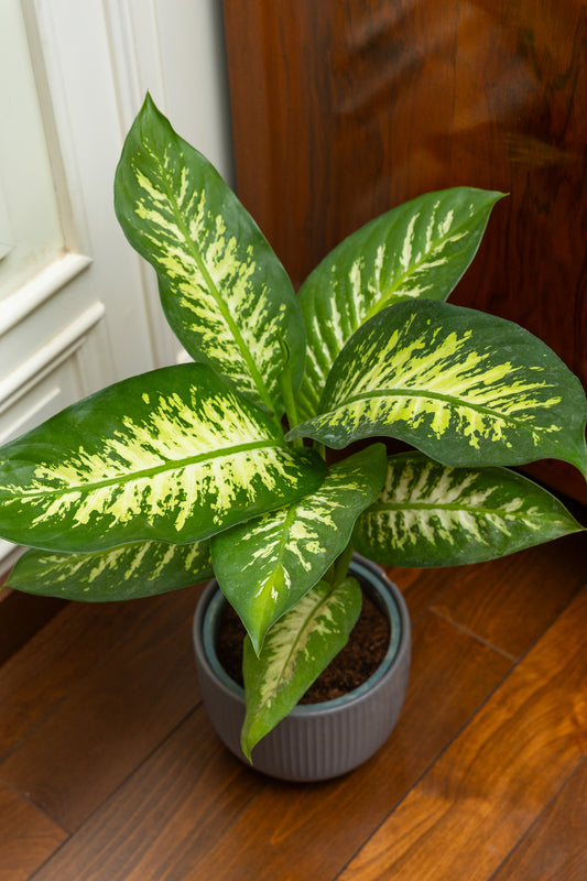 Dieffenbachia Tropic Snow