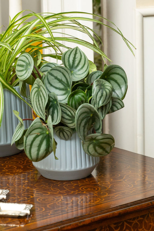 Watermelon Peperomia