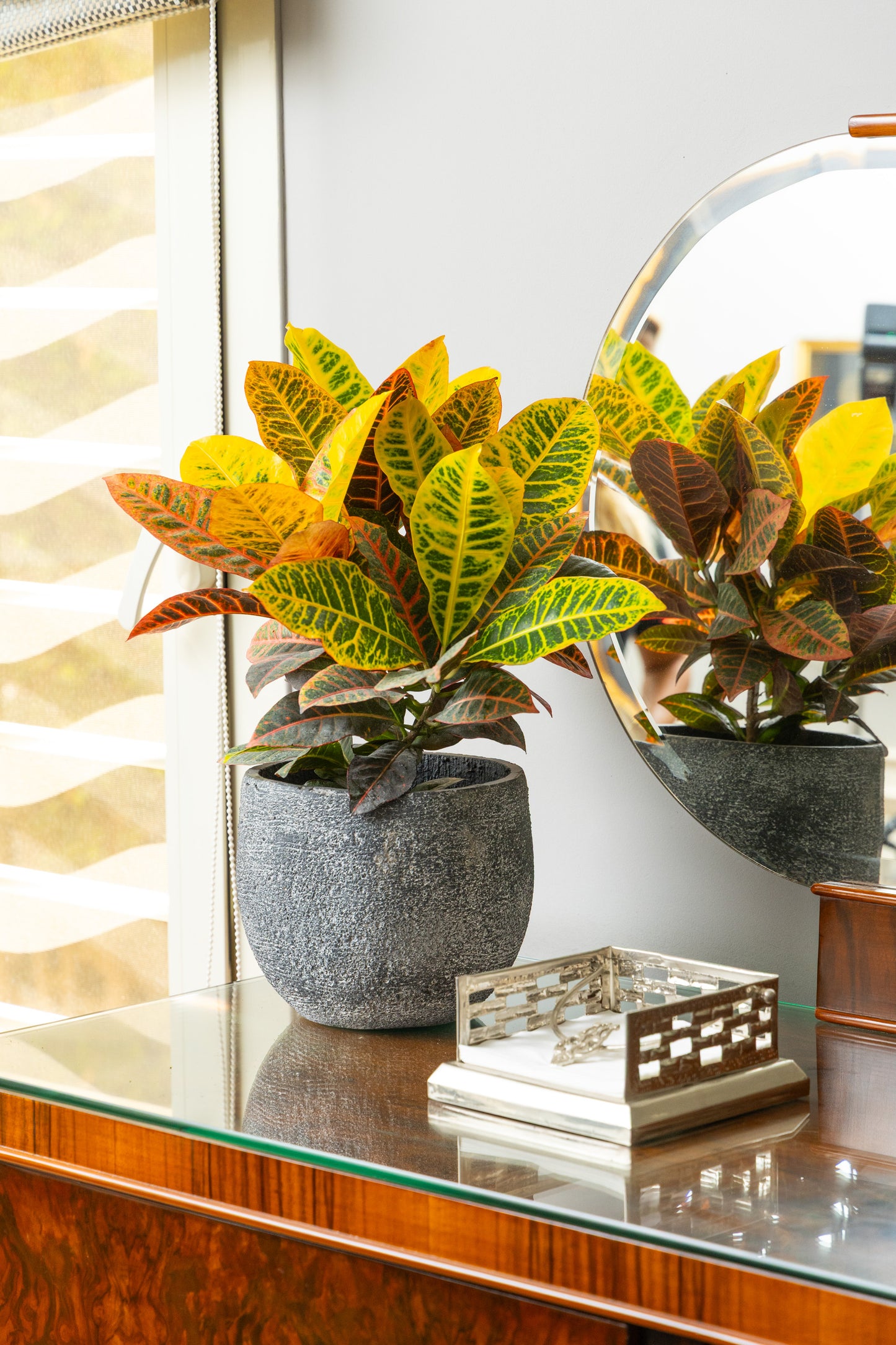 Croton Petra