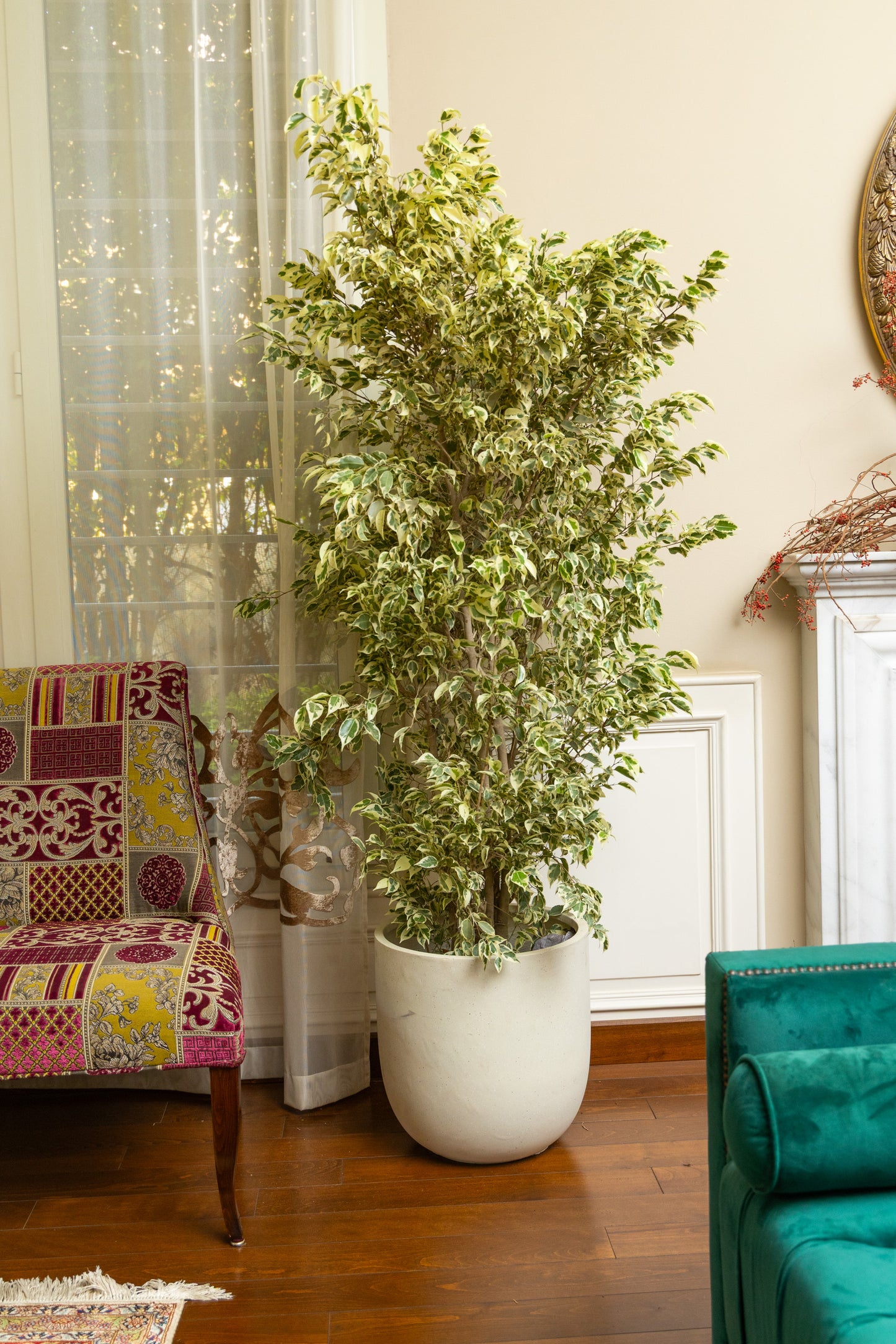 Ficus Benjamina
