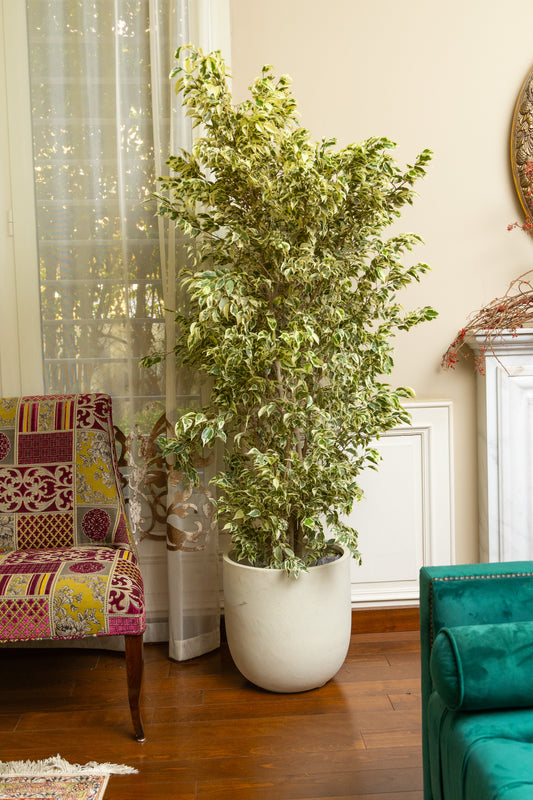 Ficus Benjamina