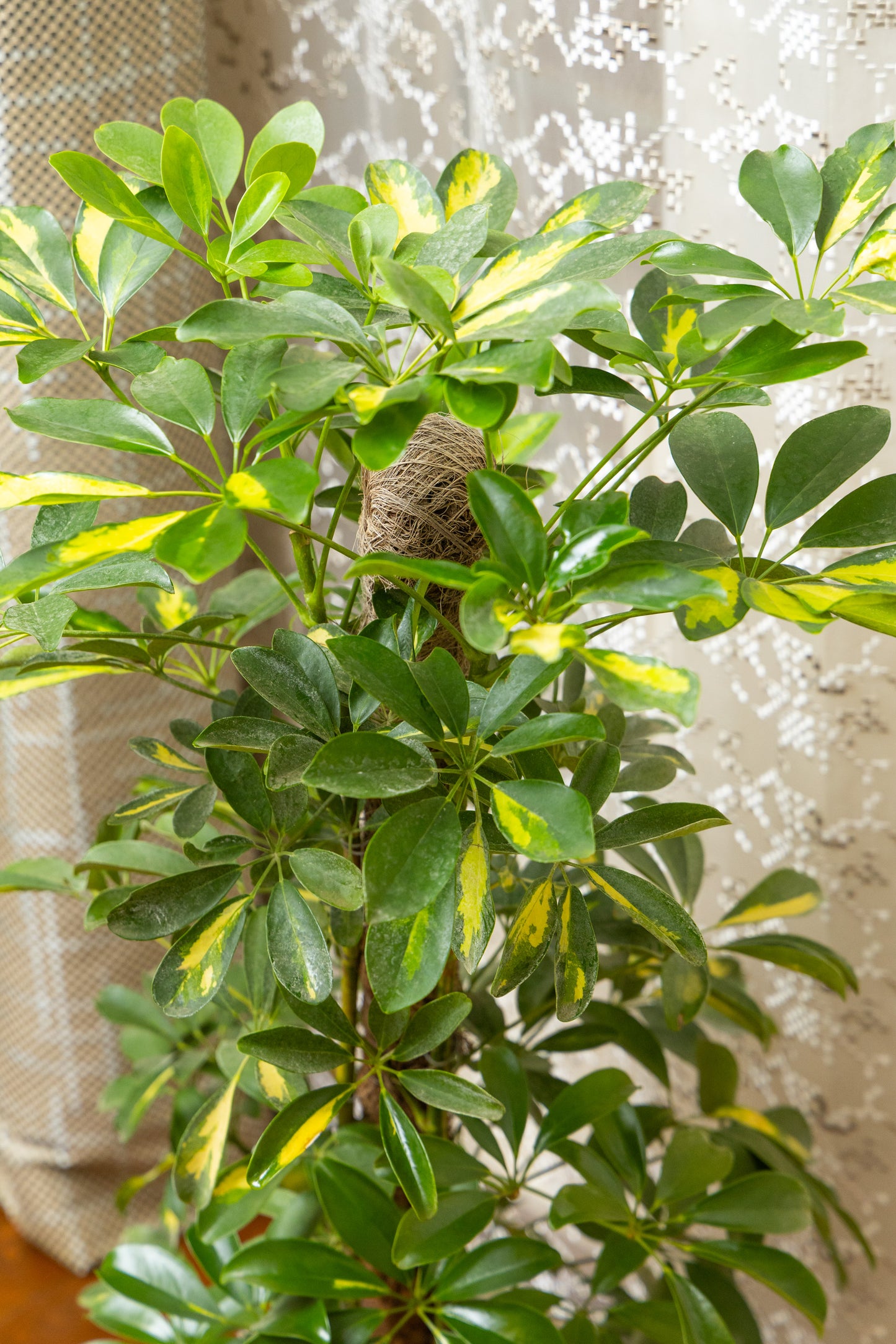 Schefflera Gold
