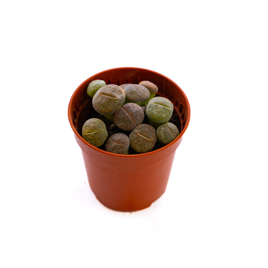Living Stones