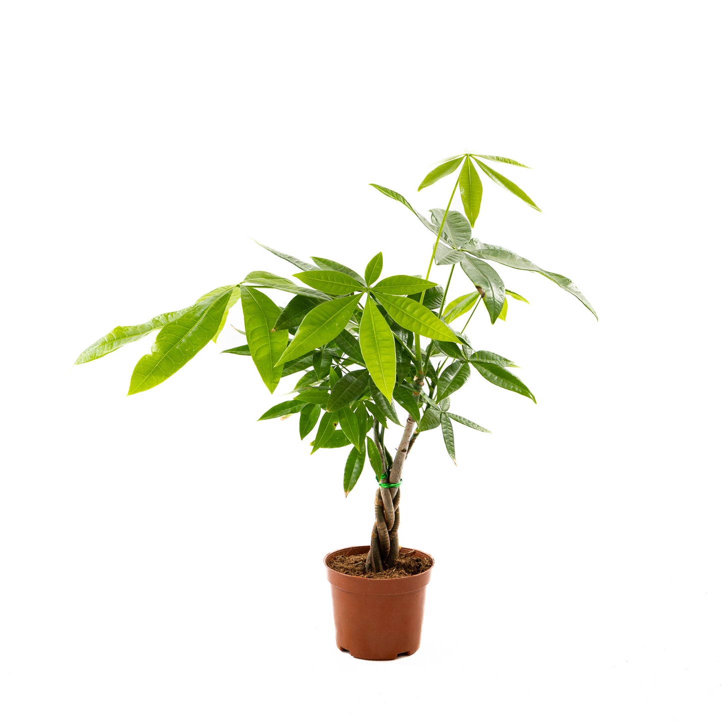 Miniature Money Tree (Braided Trunk)