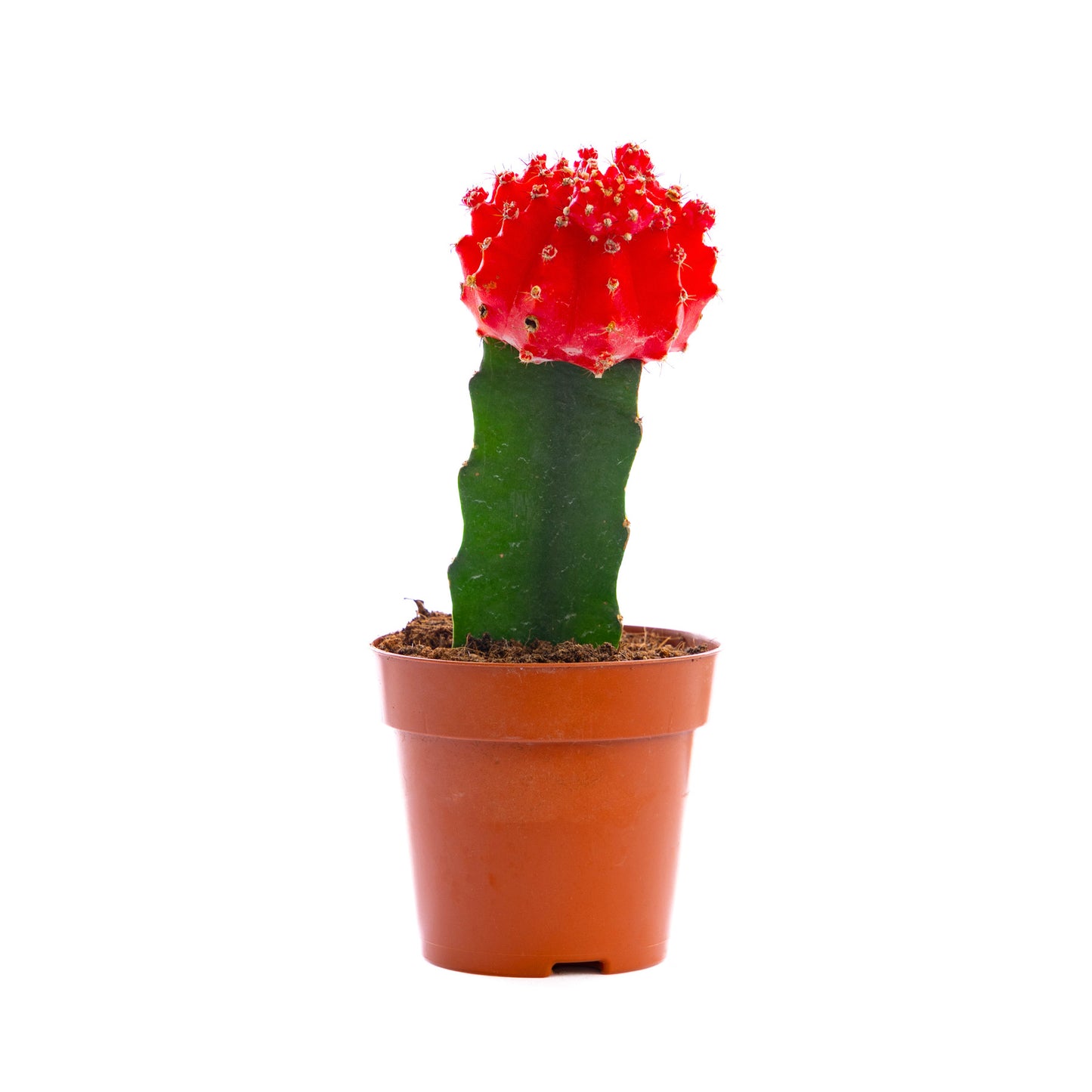 Red Moon Cactus, a vibrant succulent with a flattened, moon-like top, adding a pop of color and uniqueness to indoor spaces.