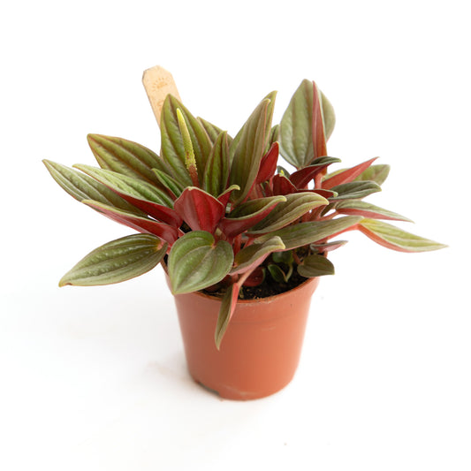 Radiator Plant