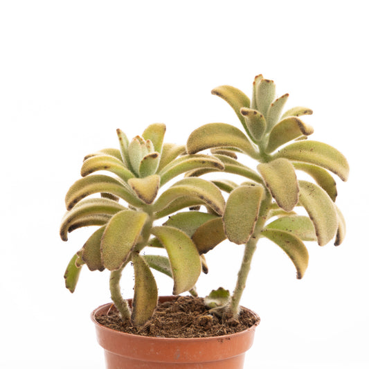 Taco Leaf Peperomia