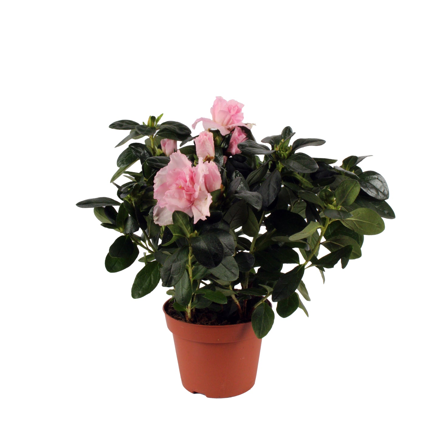 Azalea, a scarlet symphony perfect for modern and traditional interiors.