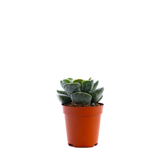 Plover Eggs Plant, a whimsical addition with leaves resembling delicate plover eggs, thriving in bright indirect light.