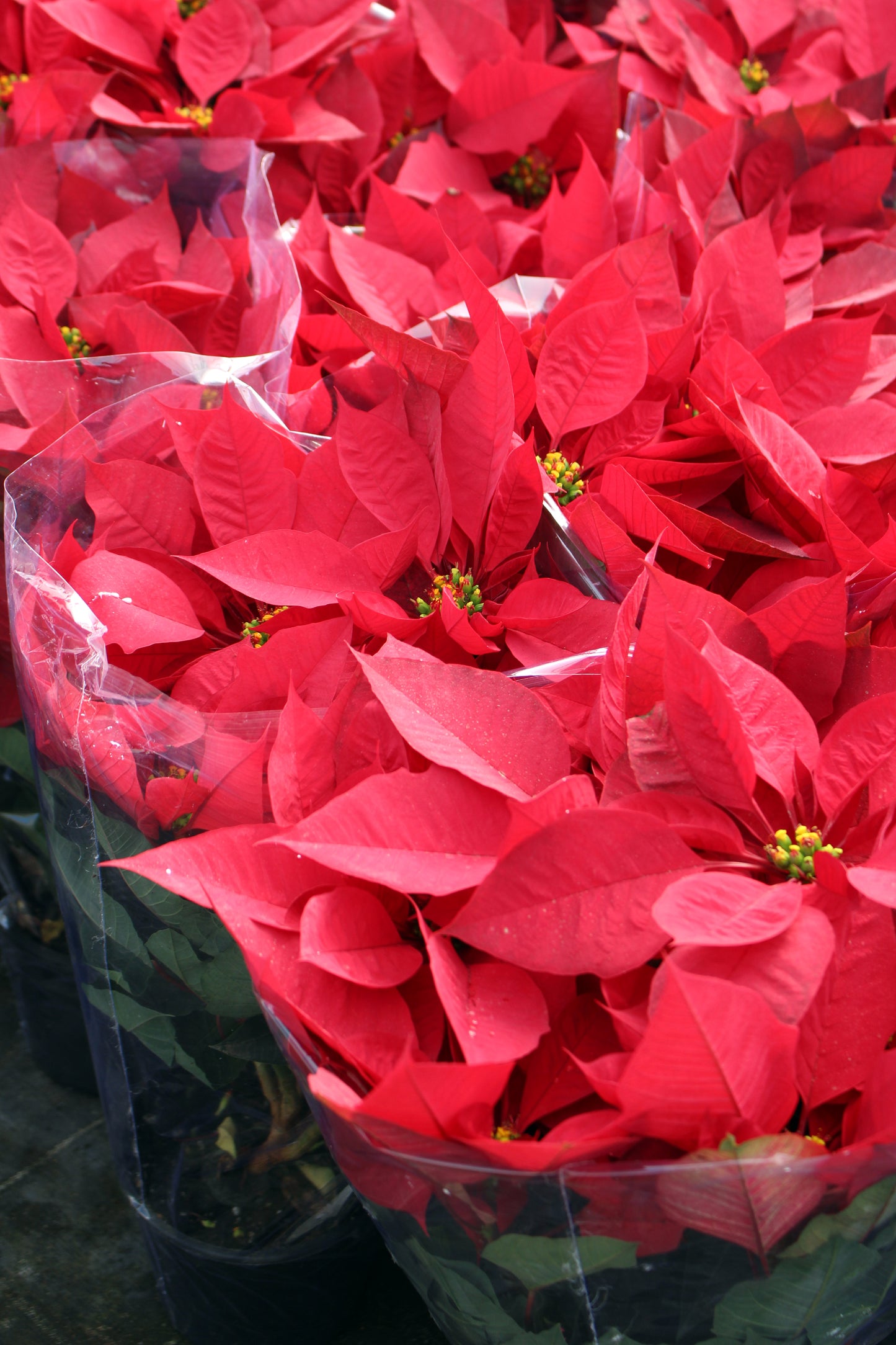 Red Poinsettia