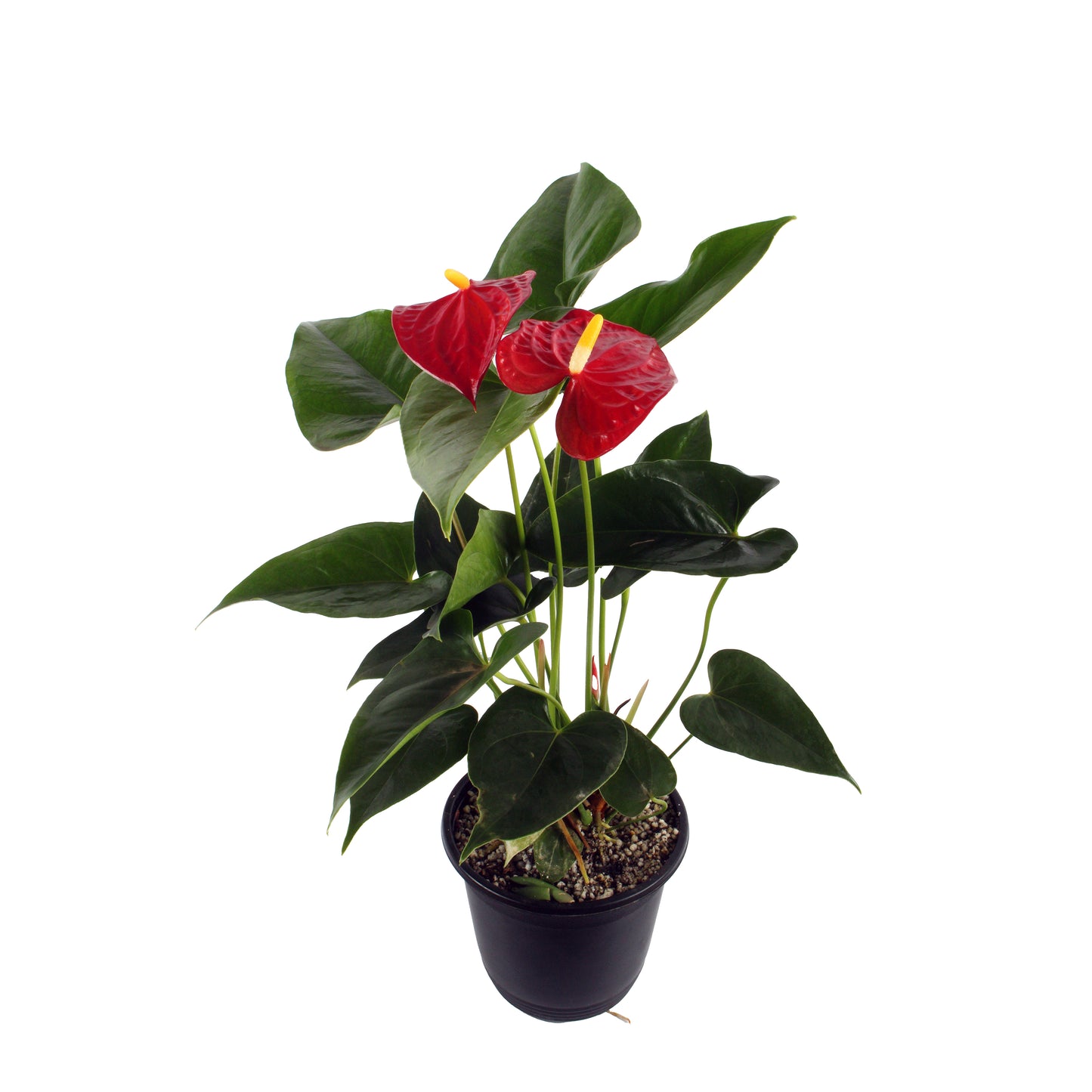 Red Anthurium, a bold burst of elegance perfect for modern and traditional interiors.