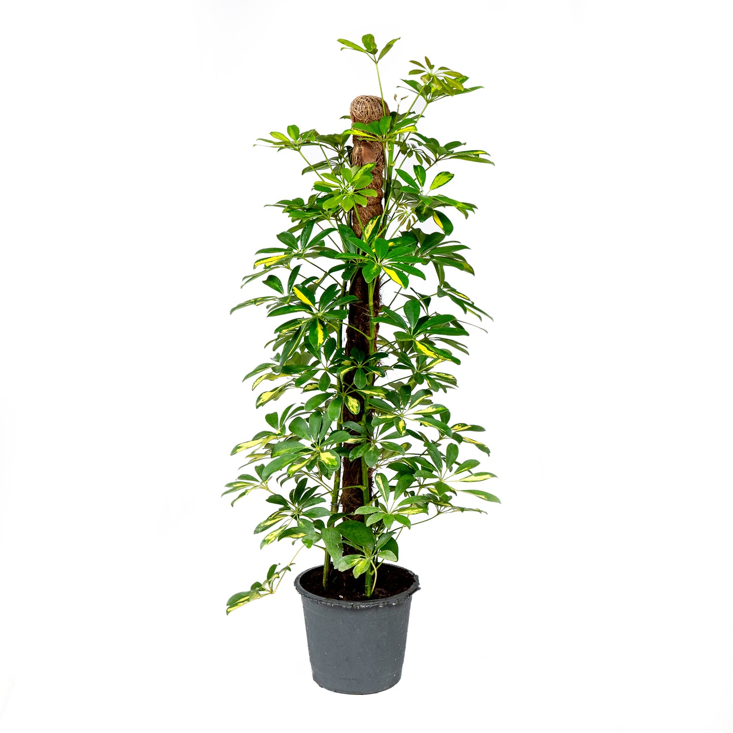 Schefflera Gold