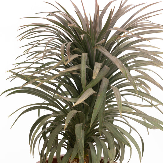 Spanish Dagger