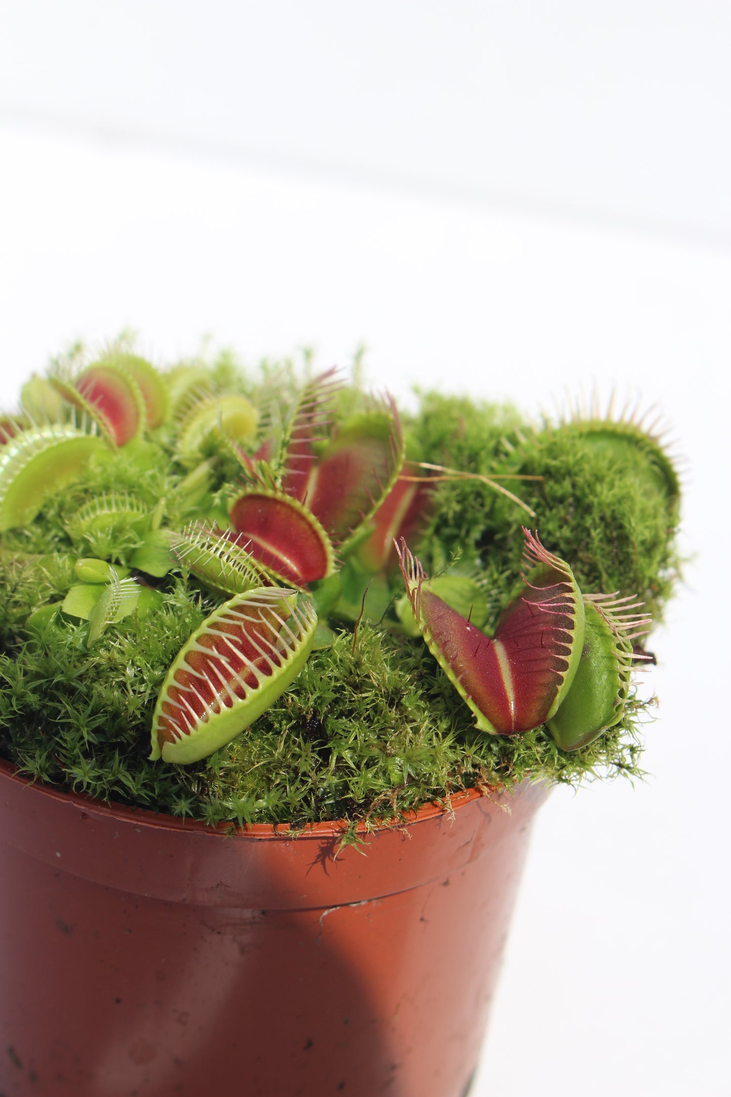 Venus Fly-Trap