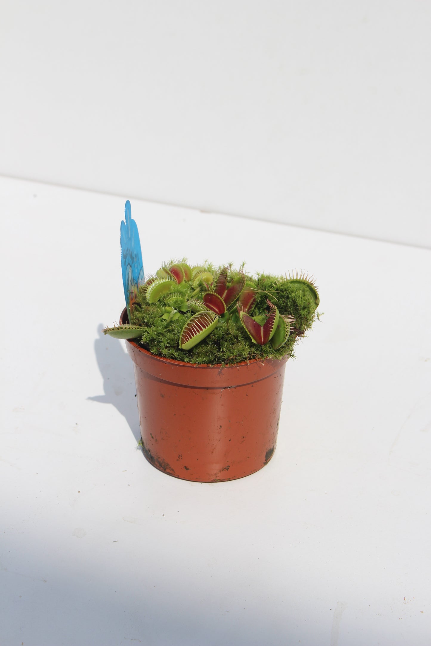 Venus Fly-Trap