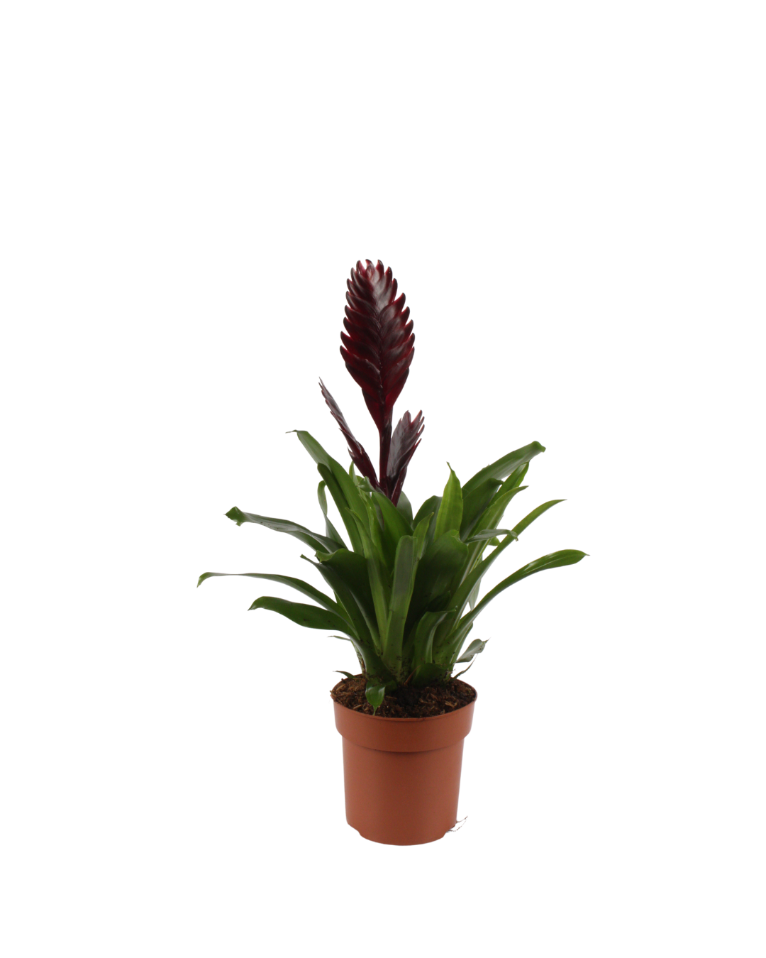 Vriesea (Brown)