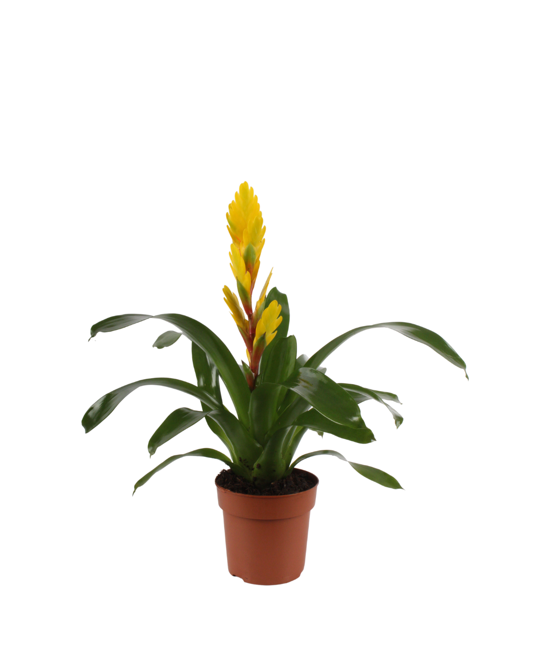 Vriesea (Yellow)