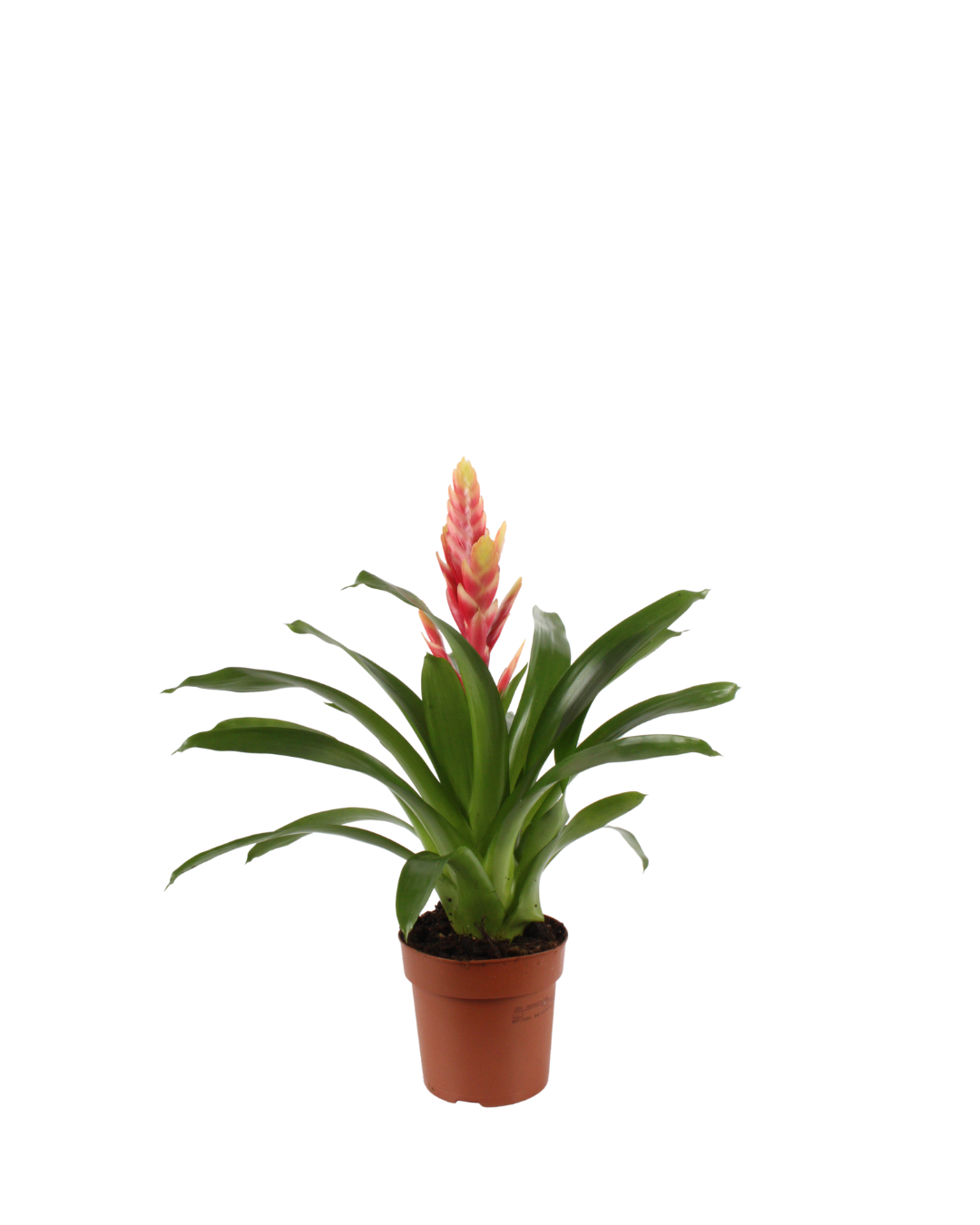 Vriesea (Pink)