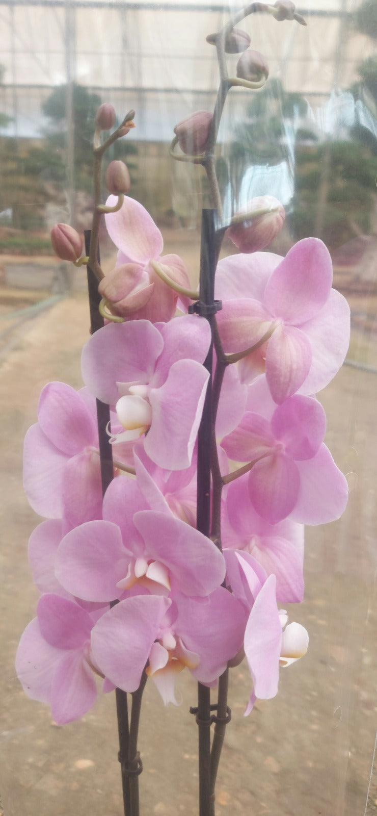 Pink Moth Orchid
