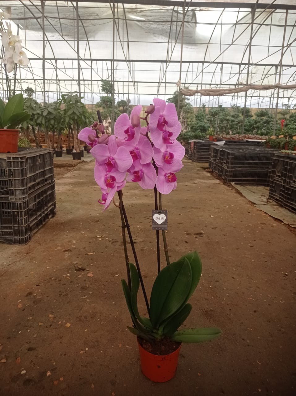 Mulberry Pink Moth Orchid