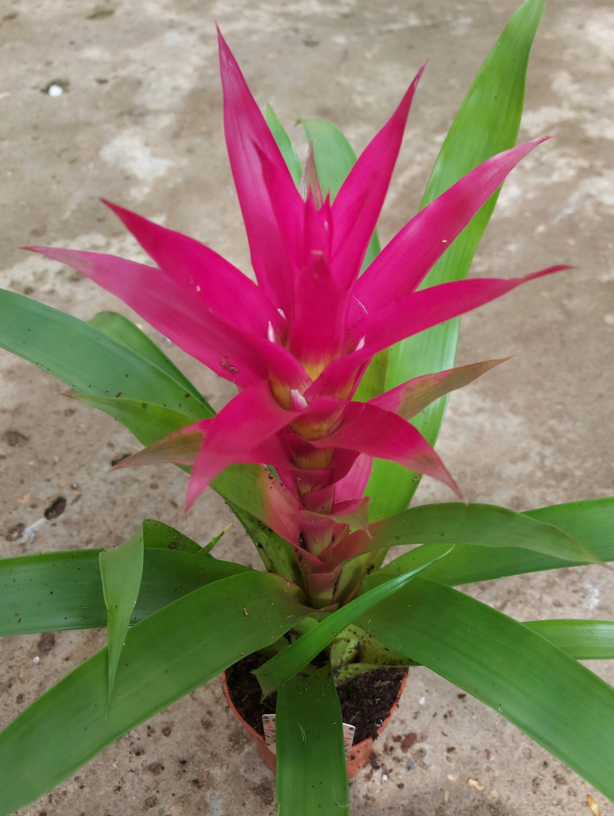 Guzmania (Pink)