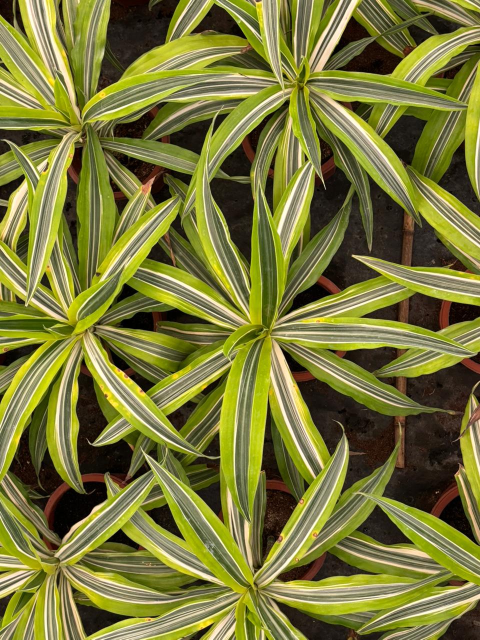 Dracaena Lemon Lime