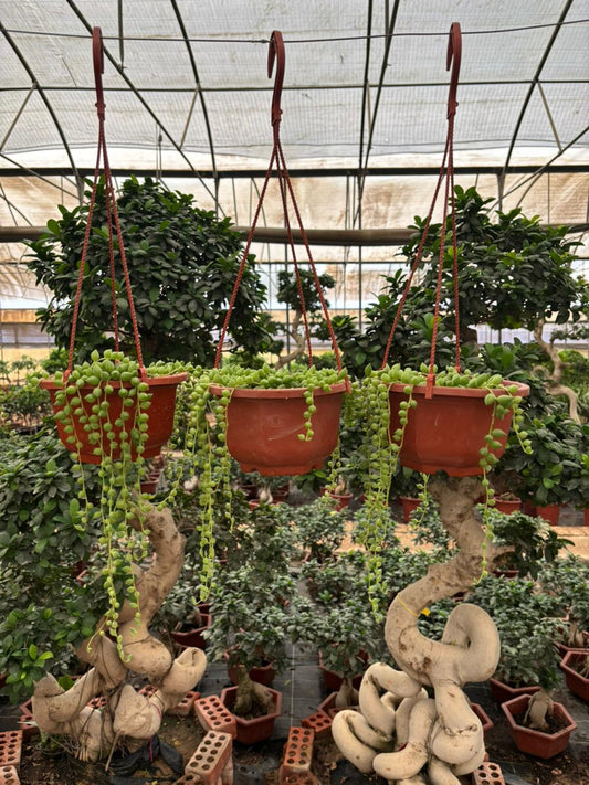 String of Pearls