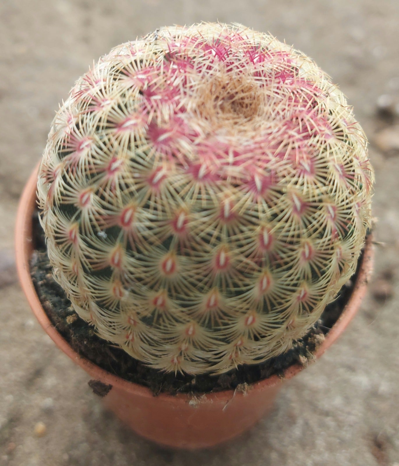 Barrel Cactus